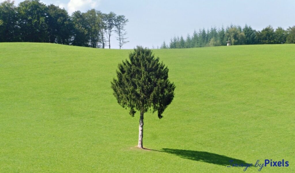 20260814_tree